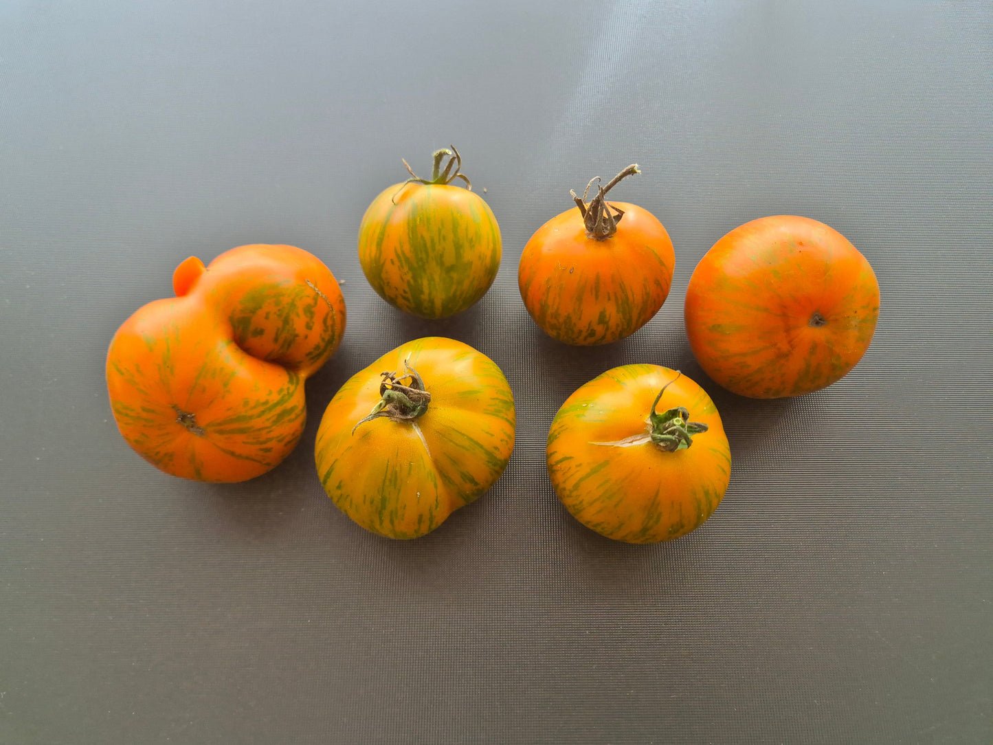Cote d´Zebra DER TOMATENFLÜSTERER