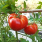 Côte de Saint André DER TOMATENFLÜSTERER