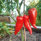 Cow´s Tits DER TOMATENFLÜSTERER