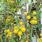 Coyote DER TOMATENFLÜSTERER