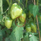 Cuban Pepper Like DER TOMATENFLÜSTERER