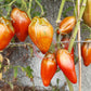 Cuban Pepper Like DER TOMATENFLÜSTERER