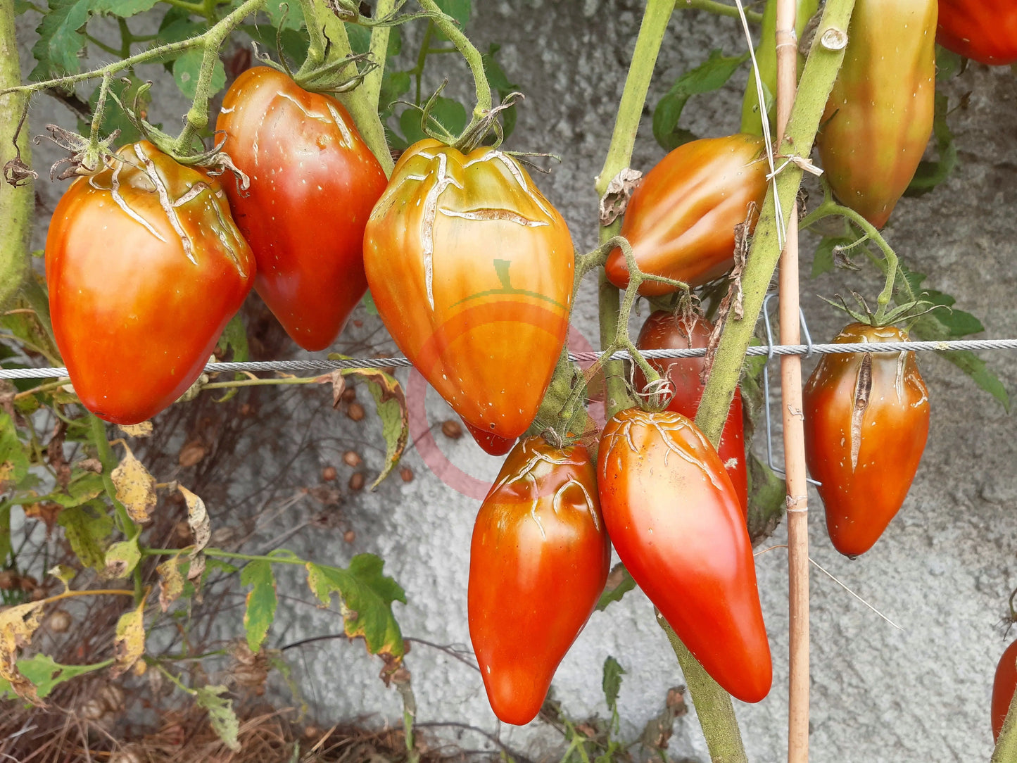 Cuban Pepper Like DER TOMATENFLÜSTERER