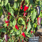 Czech Black DER TOMATENFLÜSTERER