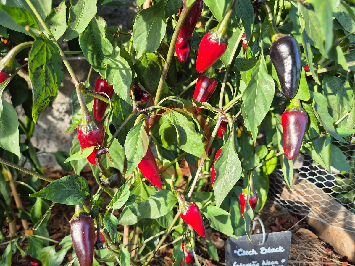 Czech Black DER TOMATENFLÜSTERER