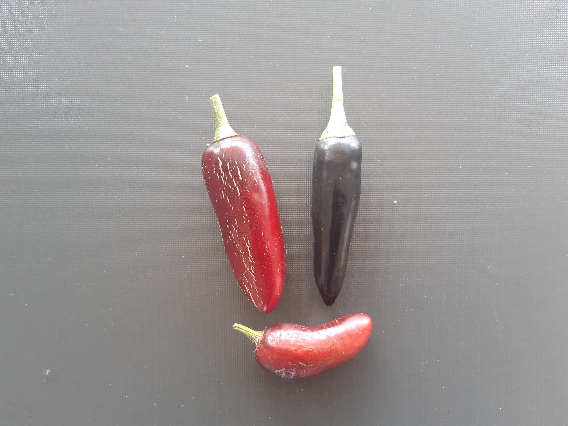 Czech Black DER TOMATENFLÜSTERER