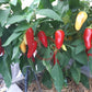 Dancing Spirits DER TOMATENFLÜSTERER