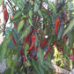 Dark Rios De Lava DER TOMATENFLÜSTERER