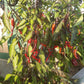 Dark Rios De Lava DER TOMATENFLÜSTERER