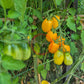Dattelwein DER TOMATENFLÜSTERER