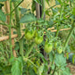 Dattelwein DER TOMATENFLÜSTERER