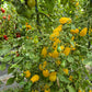 Dattelwein DER TOMATENFLÜSTERER