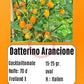 Datterino Arancione DER TOMATENFLÜSTERER