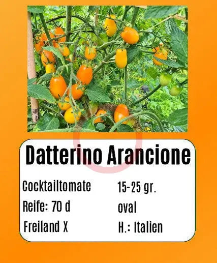 Datterino Arancione DER TOMATENFLÜSTERER