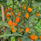 Datterino Arancione DER TOMATENFLÜSTERER