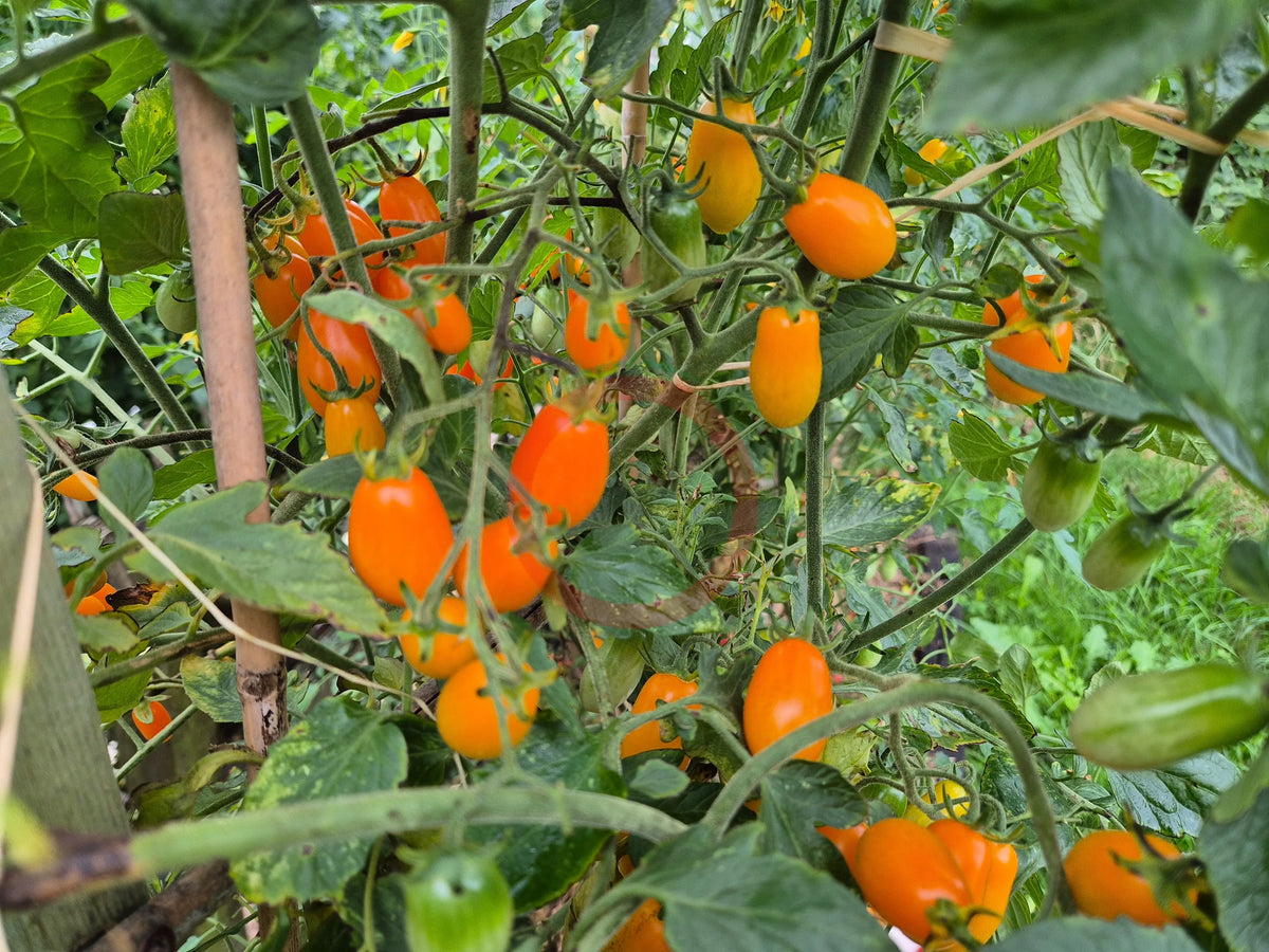 Datterino Arancione DER TOMATENFLÜSTERER