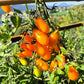Datterino Arancione DER TOMATENFLÜSTERER