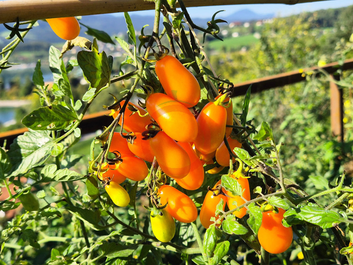 Datterino Arancione DER TOMATENFLÜSTERER