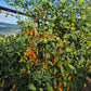 Datterino Arancione DER TOMATENFLÜSTERER