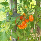Datterino Arancione DER TOMATENFLÜSTERER