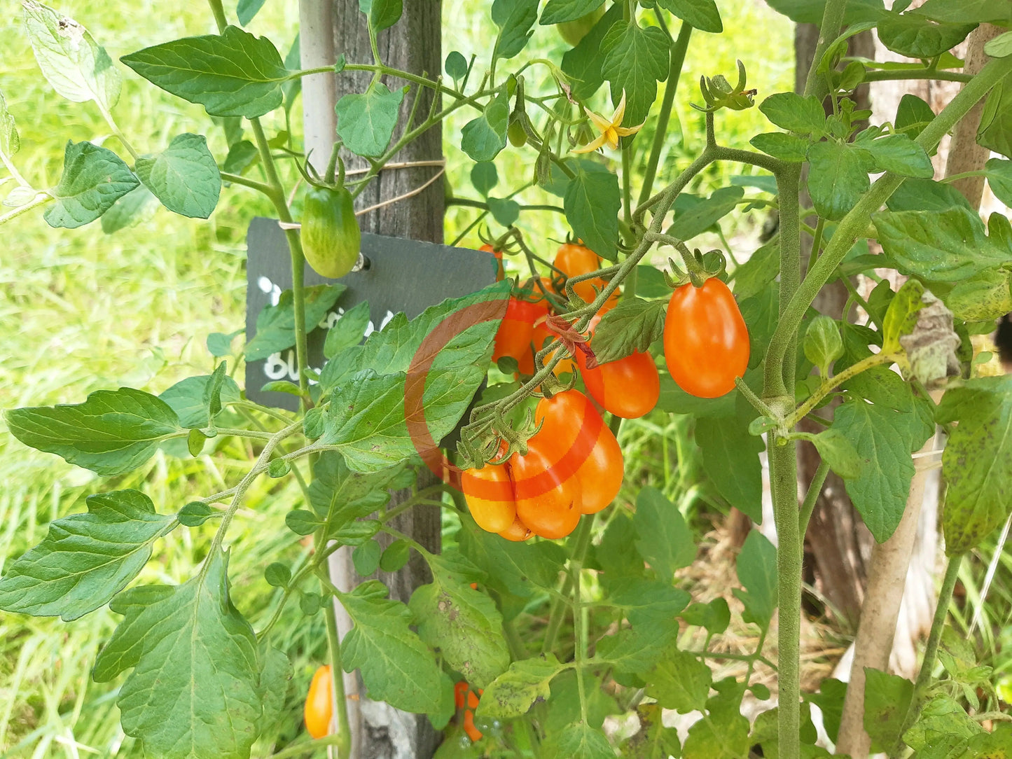 Datterino Arancione DER TOMATENFLÜSTERER