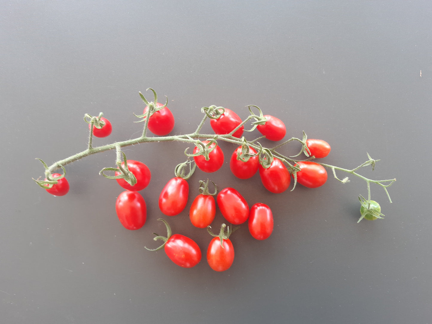 Datterino DER TOMATENFLÜSTERER