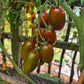 Datterino Nero di Cino DER TOMATENFLÜSTERER