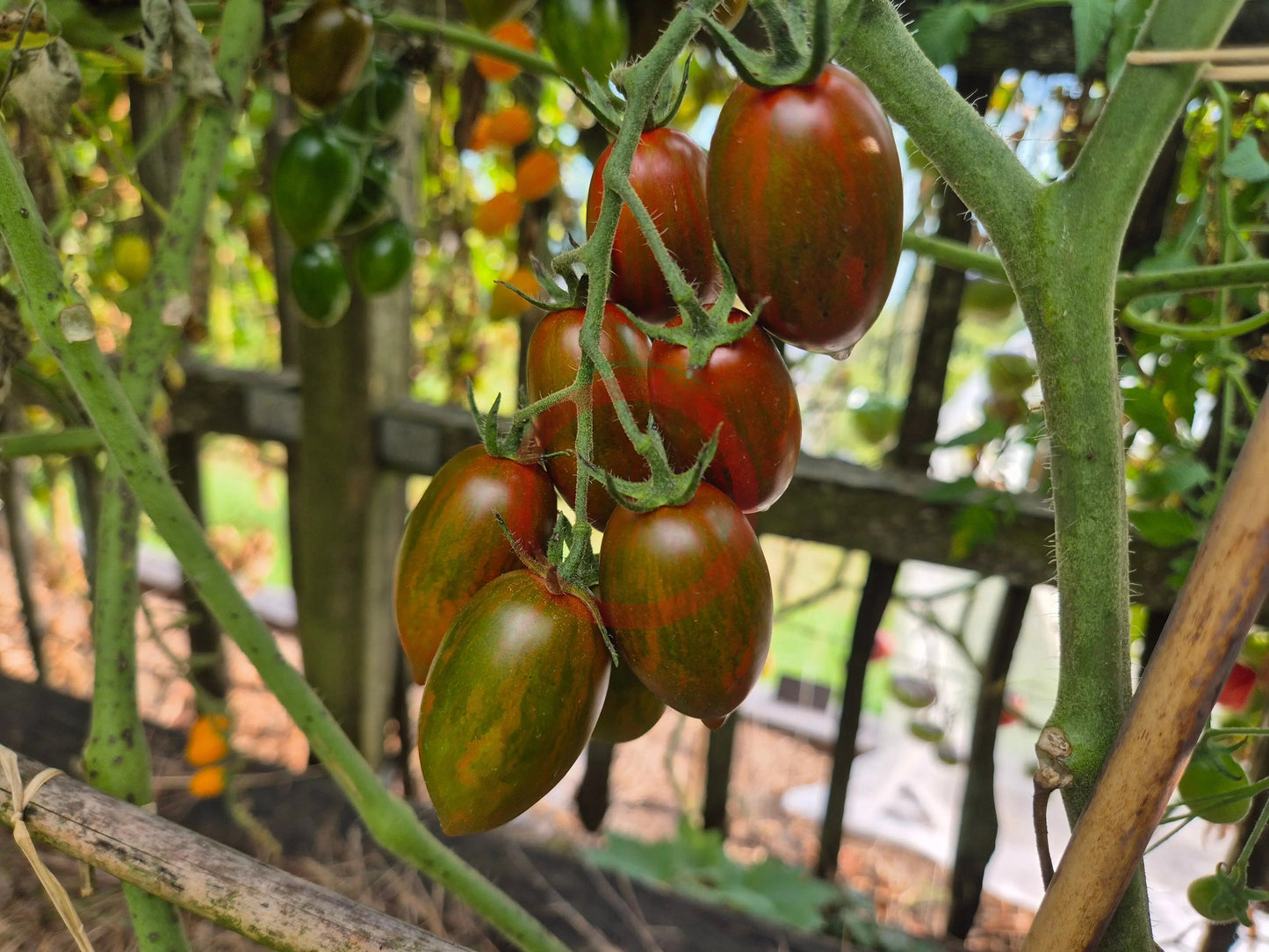 Datterino Nero di Cino DER TOMATENFLÜSTERER