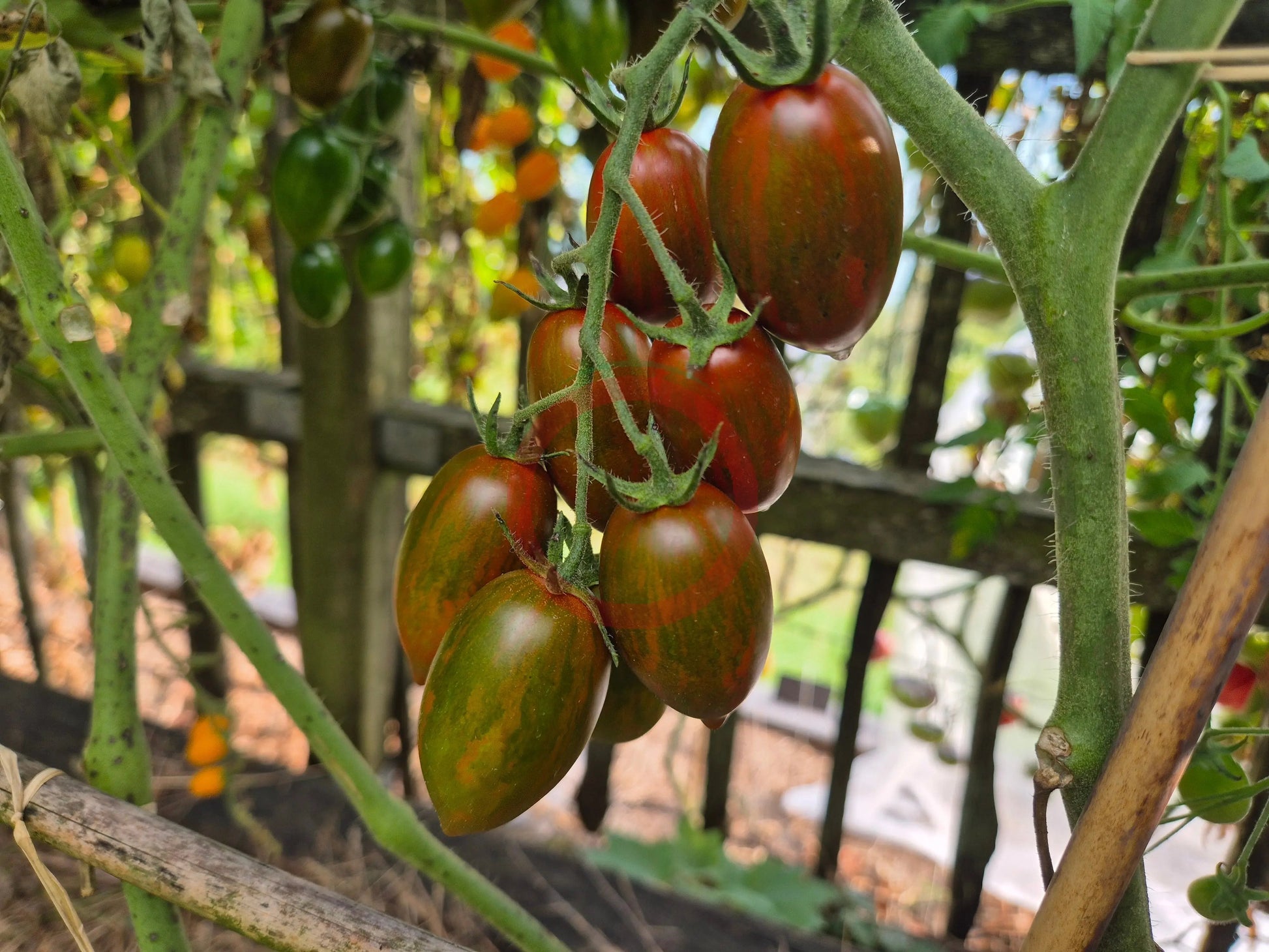 Datterino Nero di Cino DER TOMATENFLÜSTERER