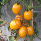 De Berao gelb DER TOMATENFLÜSTERER