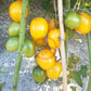 De Berao gelb DER TOMATENFLÜSTERER
