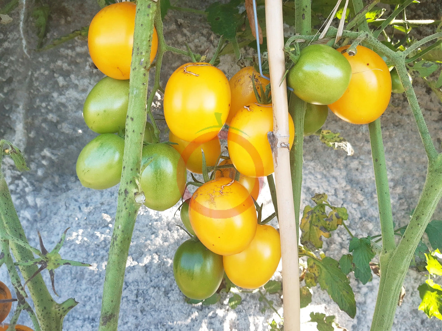 De Berao gelb DER TOMATENFLÜSTERER