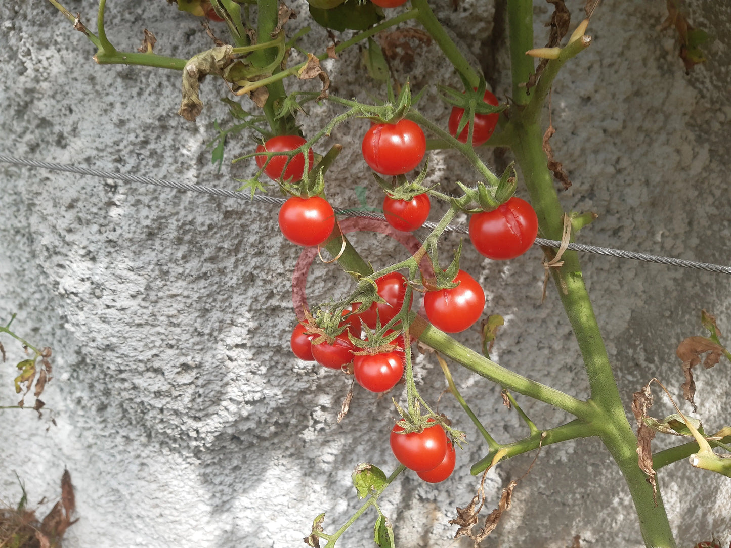 Del Gato DER TOMATENFLÜSTERER