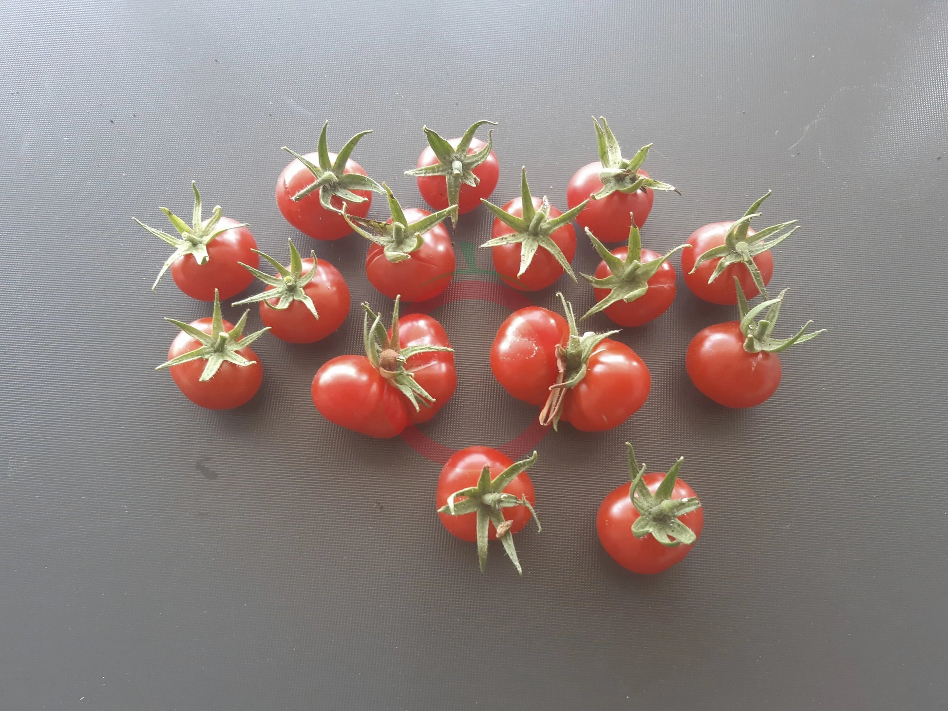Del Gato DER TOMATENFLÜSTERER
