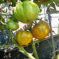Desdemona´s Heart Kreuzung F4 DER TOMATENFLÜSTERER
