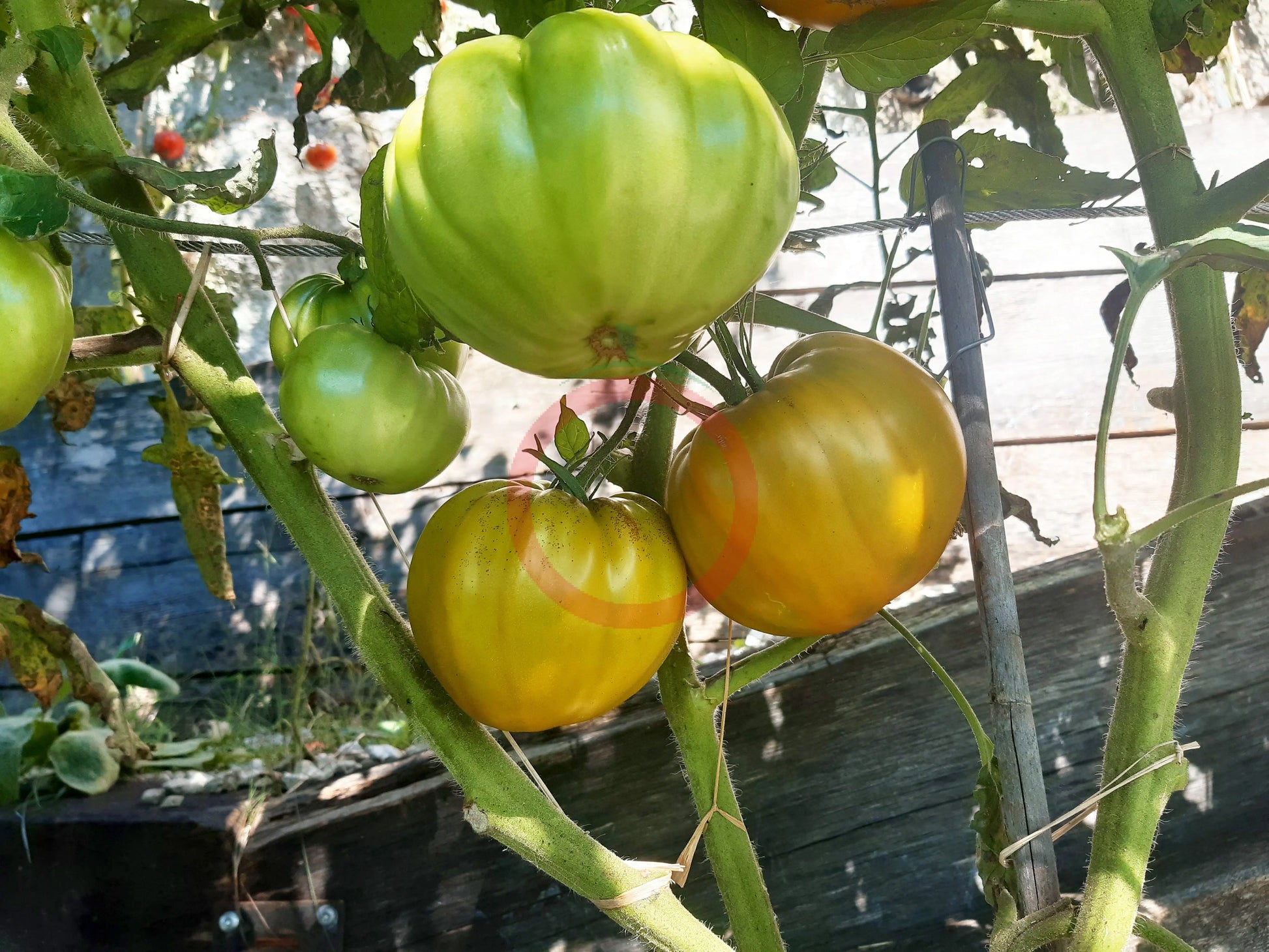 Desdemona´s Heart Kreuzung F4 DER TOMATENFLÜSTERER