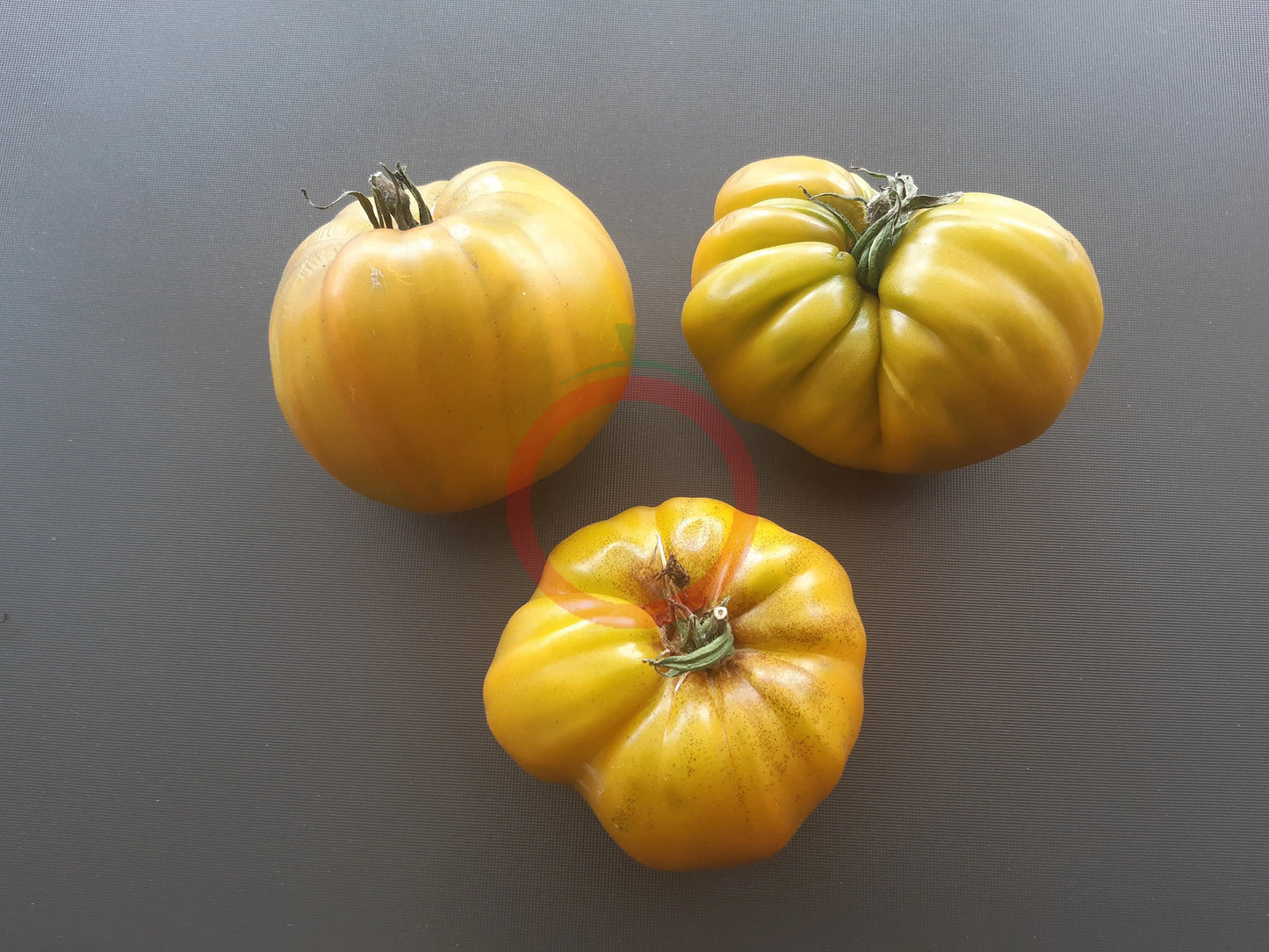 Desdemona´s Heart Kreuzung F4 DER TOMATENFLÜSTERER