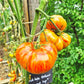 Diamond Legs DER TOMATENFLÜSTERER