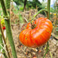 Diamond Legs DER TOMATENFLÜSTERER