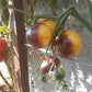 Dirty Curty Yellow DER TOMATENFLÜSTERER