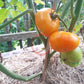 Dirty Little Chicken DER TOMATENFLÜSTERER