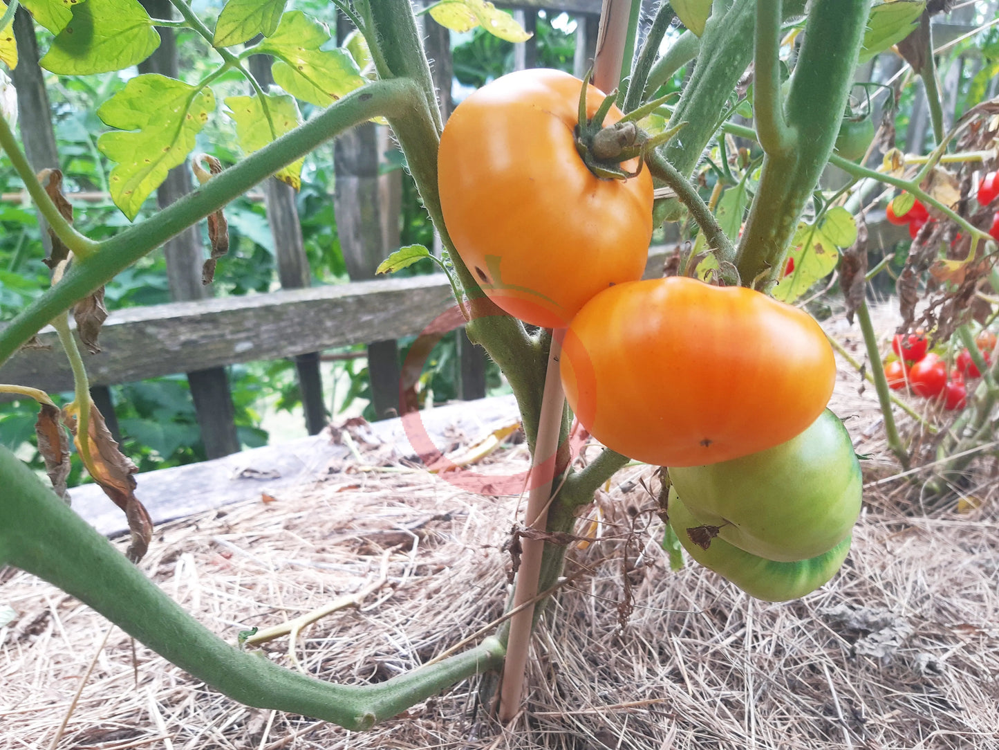 Dirty Little Chicken DER TOMATENFLÜSTERER