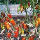 Dix Doigts de Naples DER TOMATENFLÜSTERER