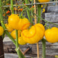 Dixie Golden Giant DER TOMATENFLÜSTERER