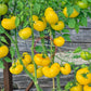 Dixie Golden Giant DER TOMATENFLÜSTERER