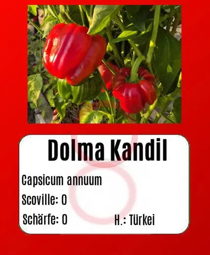 Dolma Kandil DER TOMATENFLÜSTERER