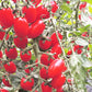 Donatellina DER TOMATENFLÜSTERER
