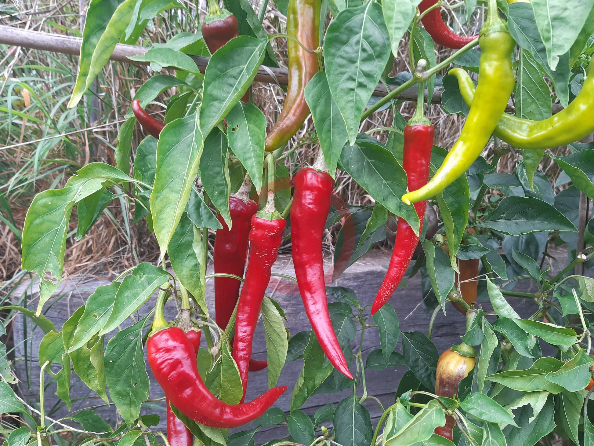 Doux Long des Landes DER TOMATENFLÜSTERER
