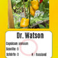Dr. Watson DER TOMATENFLÜSTERER