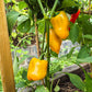 Dr. Watson DER TOMATENFLÜSTERER